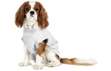 Grijze veiligheidsbody voor hond met ruime uitsparingen voor voor- en achterpoten