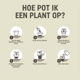 Infographic met stappen voor potgrond: pot vullen, plant plaatsen, water geven.