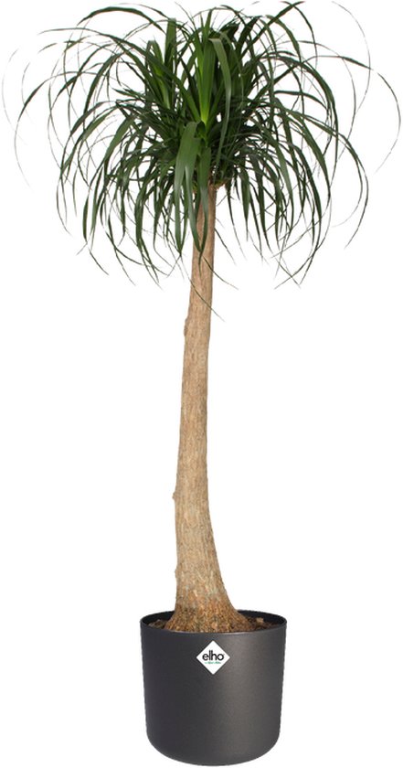 Ronde antracietkleurige plantenbak met siergras in pot