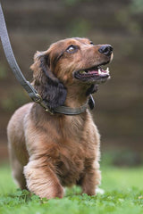 Beeztees - Halsband Balacron Ax Grijs XS
