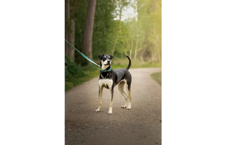 Hond met groene neopreen looplijn en metalen ring