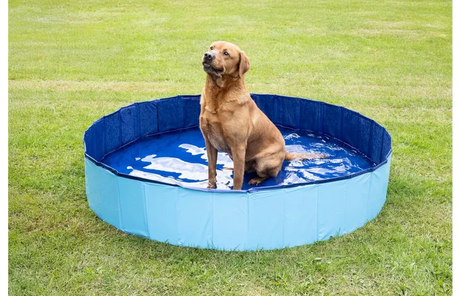Rond blauw zwembad 160x30 cm met witte spetters, met hond erin