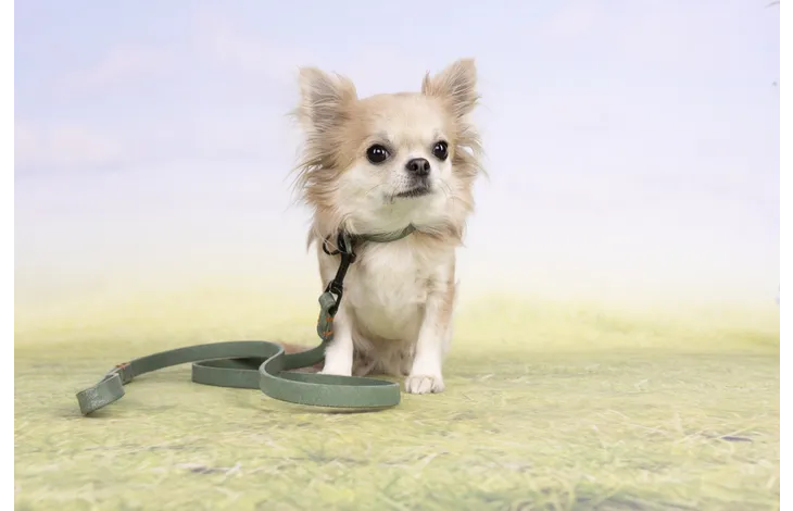 Chihuahua met groene Flamingo halsband Leano XS met oranje koord en zwarte gesp