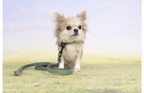 Hond draagt groene halsband met zwarte gespsluiting en oranje stiksels.
