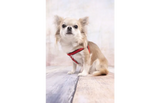 Rood hondentuig met verstelbare bandjes, gedragen door kleine hond