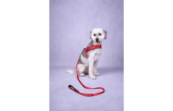 Flamingo - Looplijn Abbi Rood 130cm L x 1.5cm B x 0.2cm H