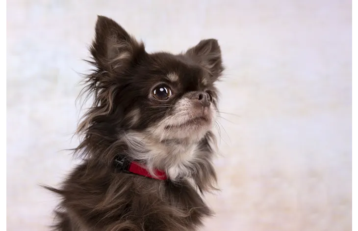 Rode halsband met zwarte sluiting, om de nek van een hond