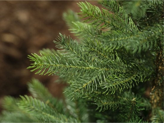 Everlands - Grandis Fir kunstkerstboom 240 cm