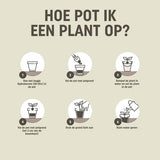 Instructiekaart met stappen voor het potten van een plant