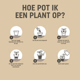 Pokon - BIO Moestuin grond 10 liter turfvrij