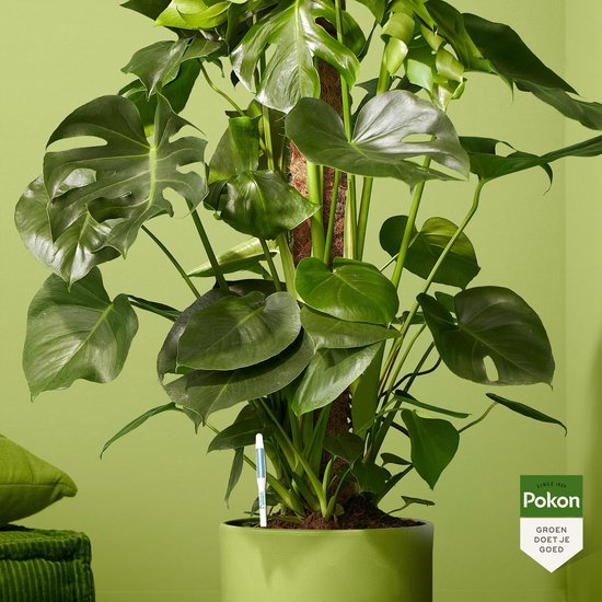 Watermeter voor kamerplanten, witte prikstok in groene plantpot
