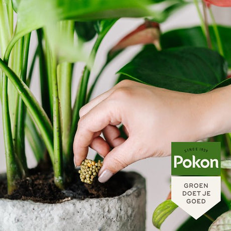Pokon - Terras & Balkon Planten Voedingskegels 40 stuks