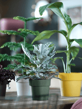 Ronde plantenpot lichtgroen met brede rand, naast groene en zilverkleurige planten
