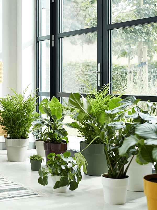 Groep witte ronde plantenpotten met groene kamerplanten