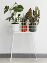 Groene ronde plantenpot op wit plantenrek met bladplanten