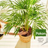 Pokon potgrondzak naast geplante palm in mand