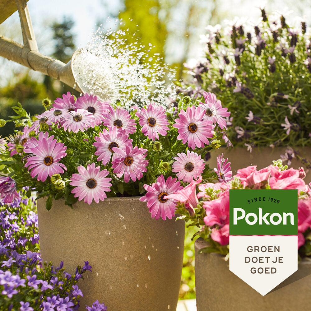 Pokon Terras & Balkon Planten Voeding 1L