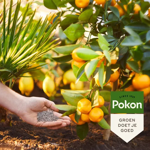 Hand strooit korrels op aarde bij mediterrane plant met gele vruchten