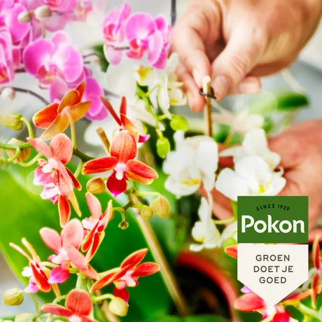 Pokon - BIO Orchidee Voeding 250ml