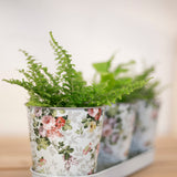 Esschert design - Roosprint 3 potjes op tray