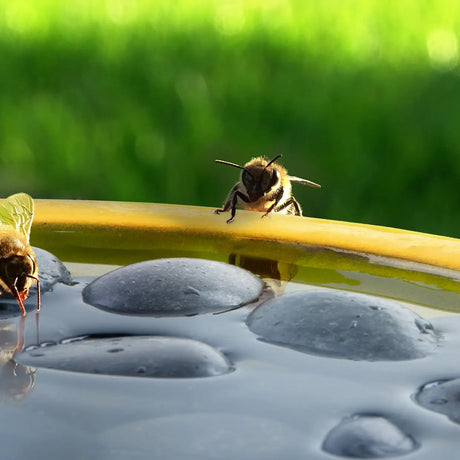 Gele drinkschaal met zwarte stenen; hommel op de rand