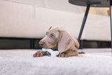 Beeztees - rub dental bot puppy grn 10