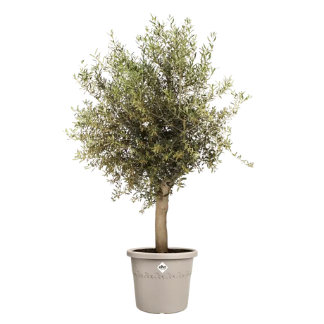 Elho beige pot met groene sierplant met kleine bloemen