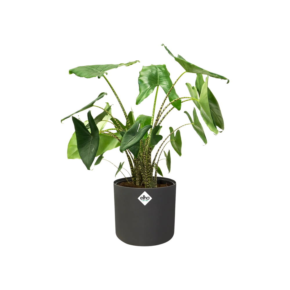 Elho - b.for soft round 14cm anthracite