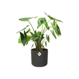 Elho - b.for soft round 16cm anthracite
