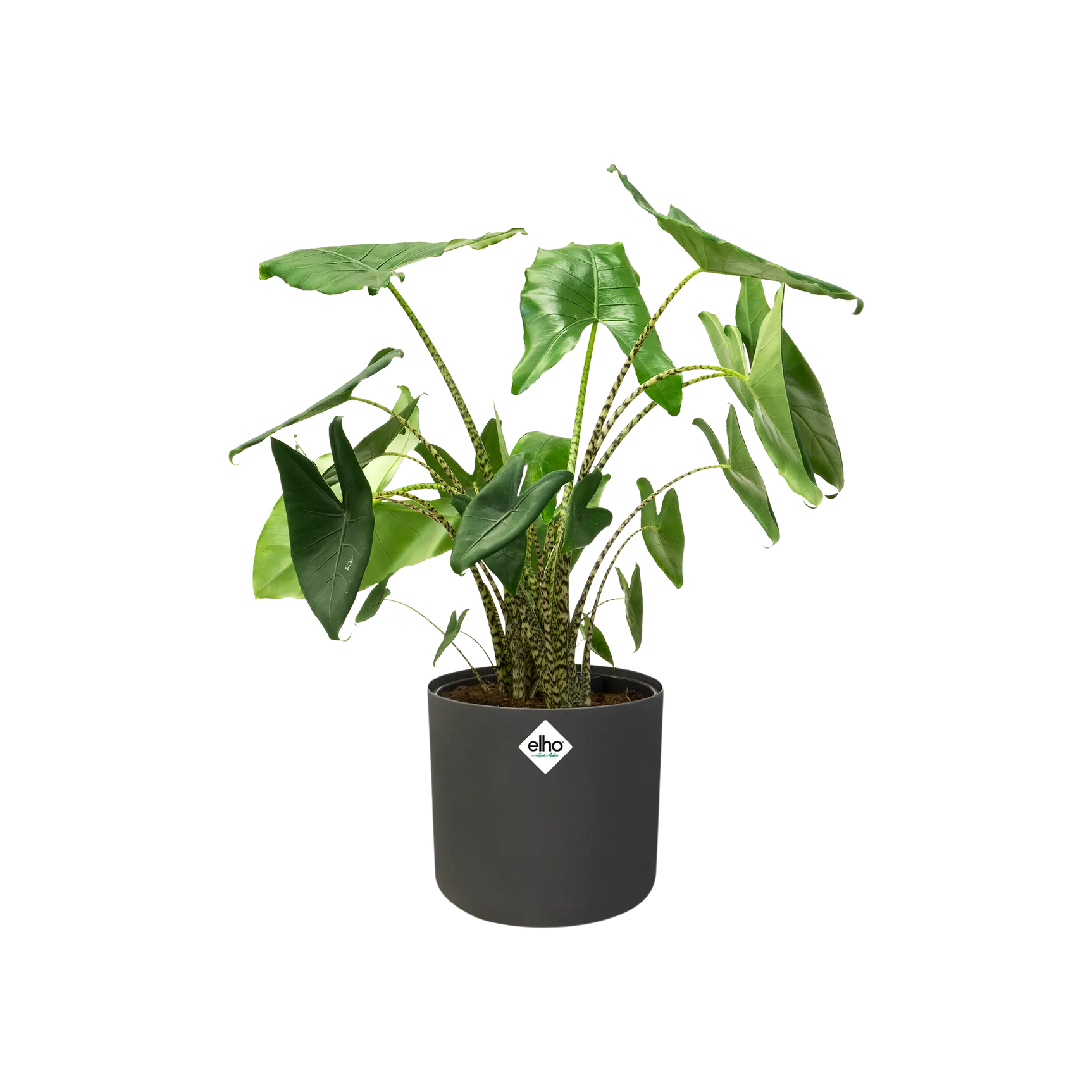 Elho - b.for soft round 16cm anthracite