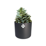 Elho - b.for soft round 30cm anthracite
