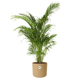 Elho - b.for soft rond 16cm goudkleurig zand