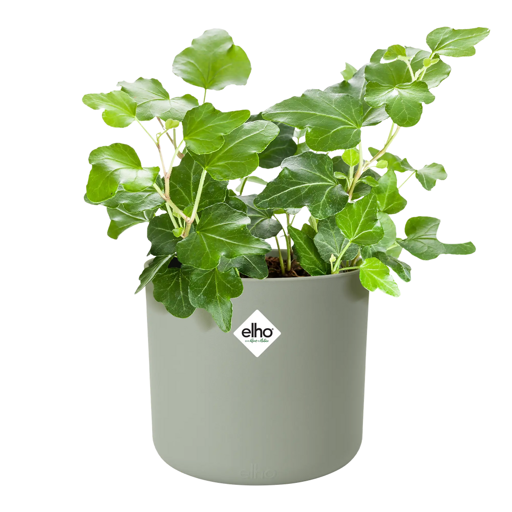 Elho b.for soft plantenpot rond 18 cm met groene plant, steengroen
