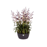 Elho - brussels bowl 23cm anthracite