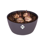 Elho - brussels bowl 23cm anthracite
