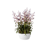 Elho - brussels bowl 23cm white
