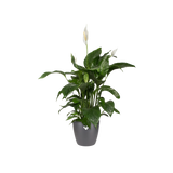 Elho - brussels round 14cm anthracite