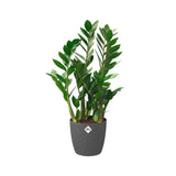 Elho - brussels round 25cm anthracite
