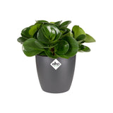 Elho - brussels round mini 12,5cm anthracite