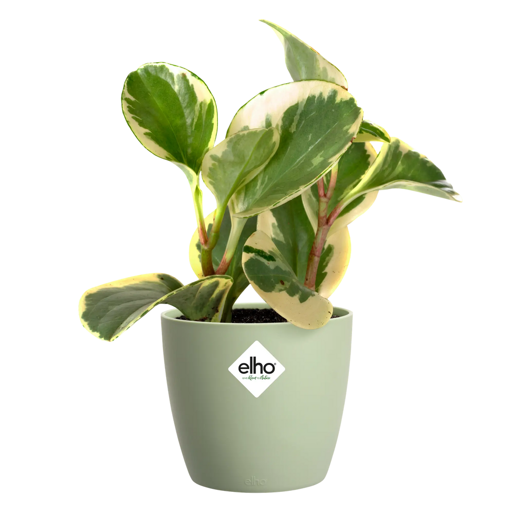 Elho - brussels rond mini 7cm sorbet groen