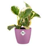 Elho - brussels rond mini 12,5cm vivid violet
