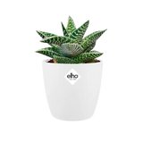 Elho - brussels round mini 12,5cm white