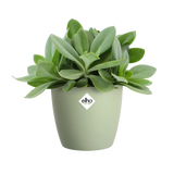 Elho - brussels rond 16cm sorbet groen
