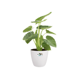 Elho - brussels round wheels 35cm white