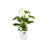 Elho - brussels round 25cm white