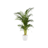 Elho - brussels round 14cm white