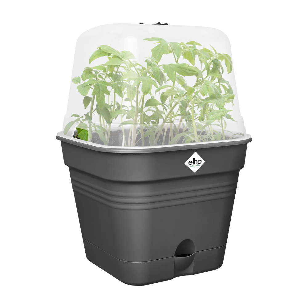 Vierkante kweekpot met transparant deksel en opgekweekte groene planten; donkergrijs