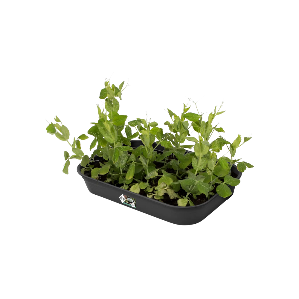 Elho - green basics kweektray m B 36 x H 6 x D 27 cm