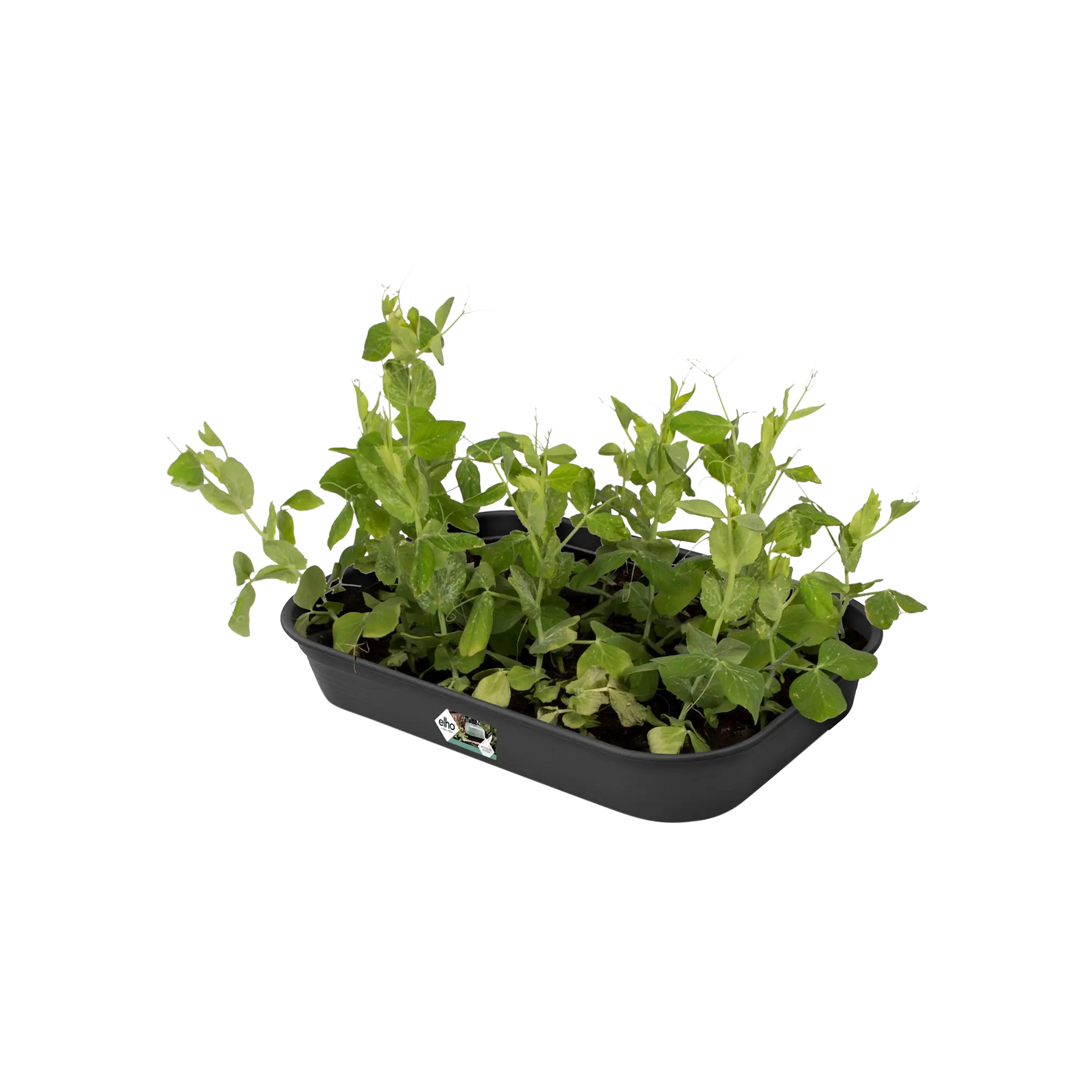 Elho - green basics kweektray m B 36 x H 6 x D 27 cm