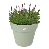 Elho plantenbak lichtgroen met bloemen en siergras bovenin.